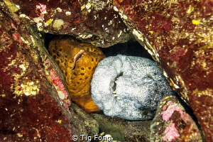 Wolf Eel Couple by Tig Fong 